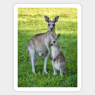 Eastern Grey Kangaroo and Joey Sticker